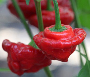 Pimenta Jamaican Red: 20 Sementes