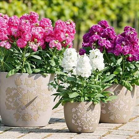 Goivos Sortido - Matthiola incana - 15 Sementes