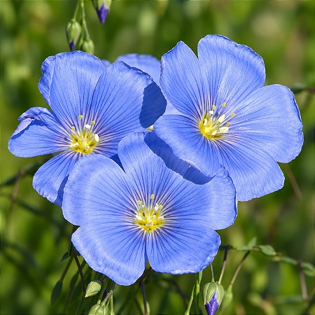 Linho de Jardim Azul: 15 Sementes