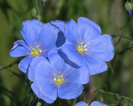 Linho de Jardim Azul: 15 Sementes