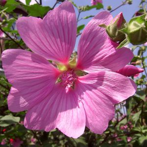 Malva Rosa: 15 Sementes