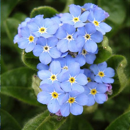 Não-Esqueças-de-Mim: 15 Sementes