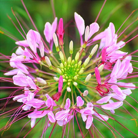 Spider Flower (Cleome): 15 Sementes