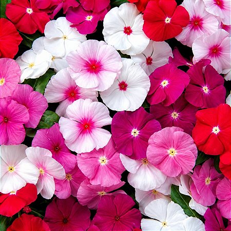 Vinca Sortida - Catharanthus roseus: 20 Sementes