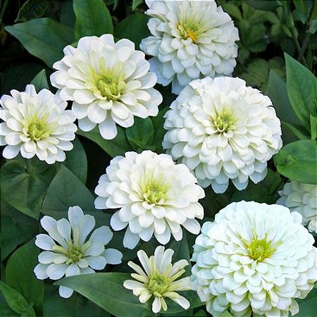 Zinnia Branco Gigante da Califórnia: 15 Sementes