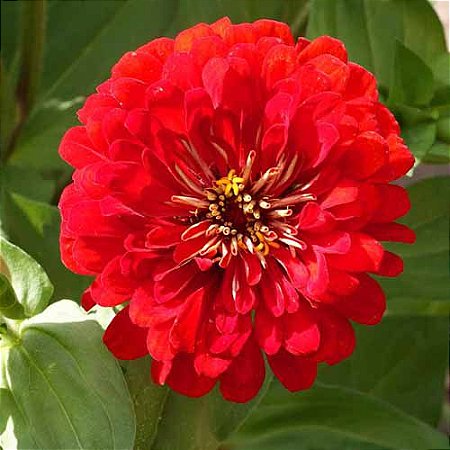 Comprar Sementes de Zinnia Vermelha Gigante da Califórnia - Semente Rara -  Venda de Sementes Para Plantar