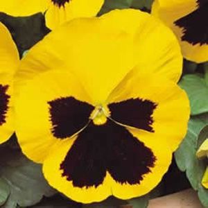 Amor Perfeito Amarelo Gigante Suíço -Viola tricolor: 15 Sementes