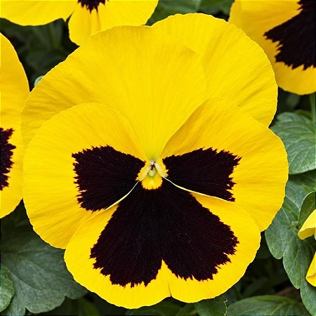 Amor Perfeito Amarelo Gigante Suíço -Viola tricolor: 15 Sementes