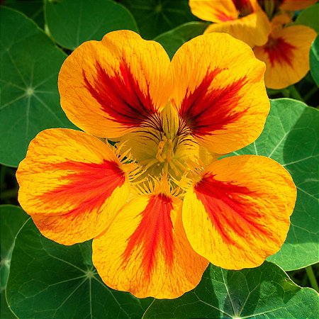 Capuchinha Alta Sortida - Tropaeolum majus: 10 Sementes