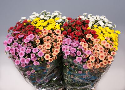 Comprar Sementes de Crisântemo Dobrado Sortido - Chrysanthemum coronarium -  Semente Rara - Venda de Sementes Para Plantar