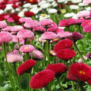 Rapazinho Sortido - Bellis perennis - 20 Sementes