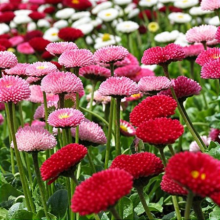 Rapazinho Sortido - Bellis perennis - 20 Sementes