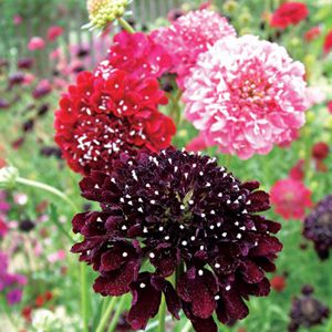 Scabiosa Sortida: 20 Sementes