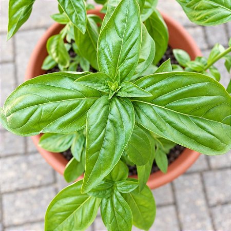 Manjericão Italian Large Leaf ORGÂNICO: 20 Sementes