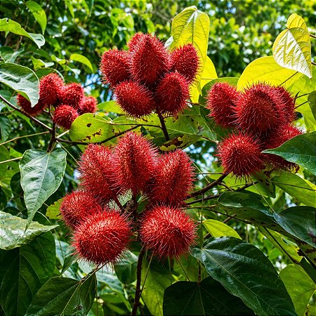 Urucum: 20 Sementes