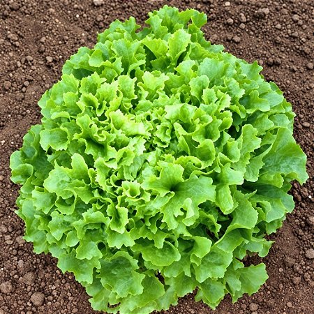 Alface Crespa: 50 Sementes