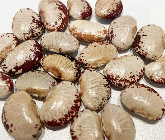 Feijão Fava Raio de Sol - 20 Sementes