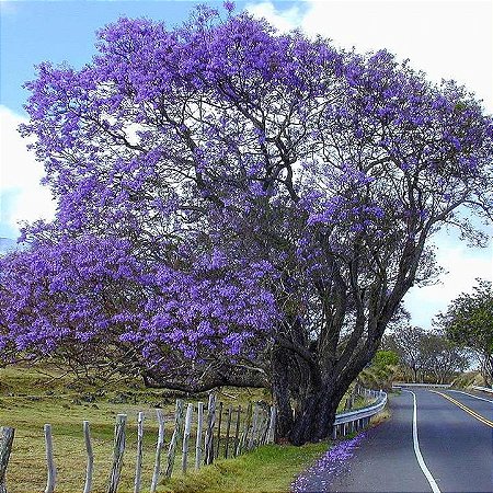 Jacarandá Azul Mimoso - Jacaranda mimosifolia Bignoniaceae: 100 Sementes