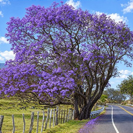 Jacarandá Azul Mimoso - Jacaranda mimosifolia Bignoniaceae: 100 Sementes