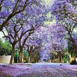 Jacarandá Azul Mimoso - Jacaranda mimosifolia Bignoniaceae: 500 Sementes