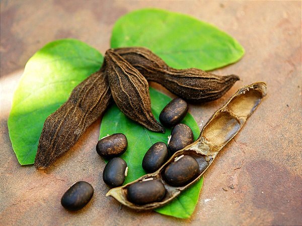 Mucuna Preta : 20 Sementes