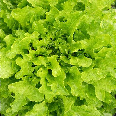 Alface Mimosa: 50 Sementes