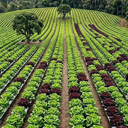 Alface Tom Thumb ORGÂNICO: 50 Sementes