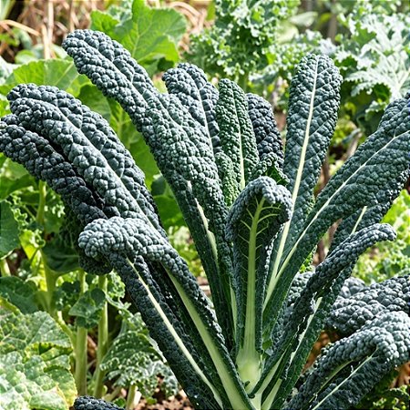 Couve Toscana ORGÂNICO (Kale): 50 Sementes