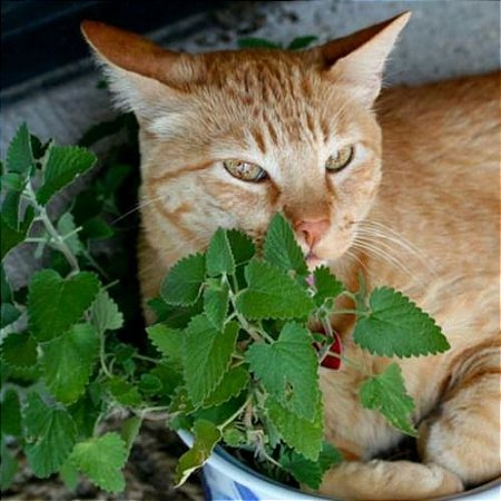 Erva dos Gatos (Catnip): 20 Sementes