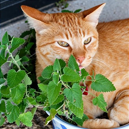 Erva dos Gatos (Catnip): 20 Sementes