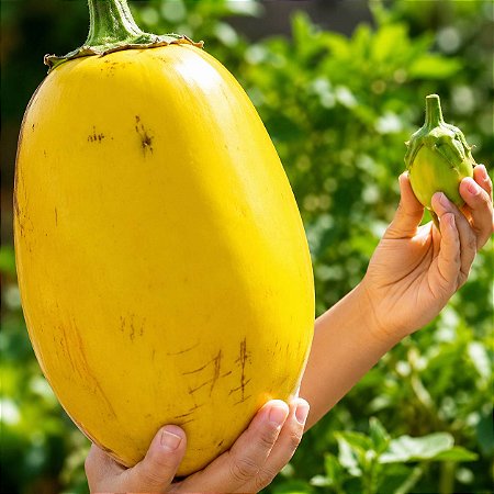 Jiló Gigante: 50 Sementes