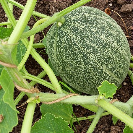 Melão Planters Jumbo: 10 Sementes