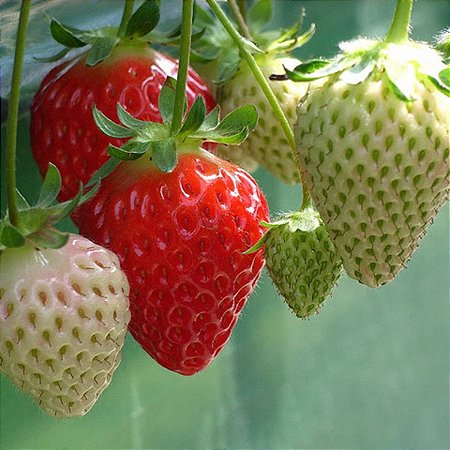 Morango Sensação - Fragaria vesca - 20 Sementes