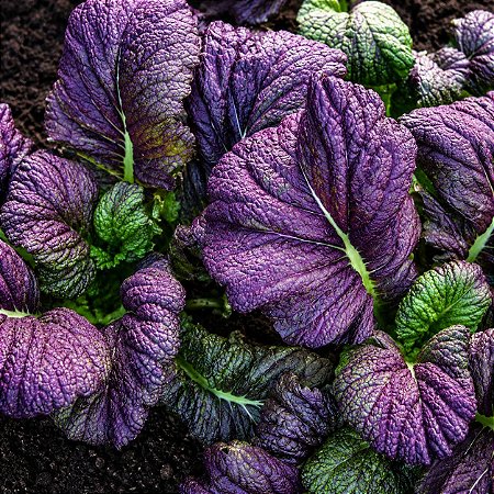 Mostarda Roxa ORGÂNICO: 50 Sementes