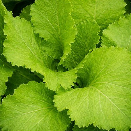 Mostarda: 50 Sementes