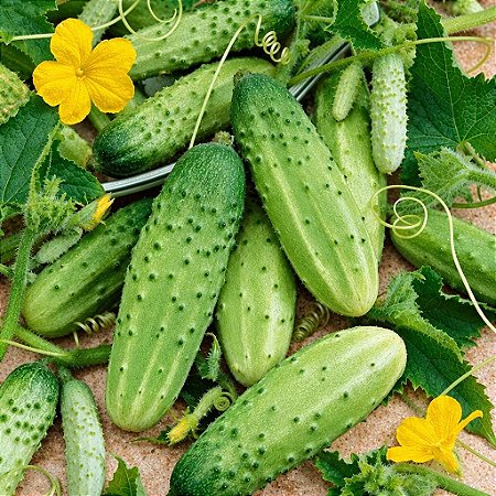 Pepino Calypso ORGÂNICO: 10 Sementes