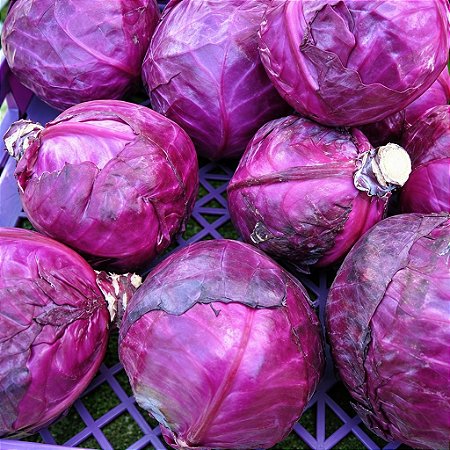 Repolho Roxo: 50 Sementes