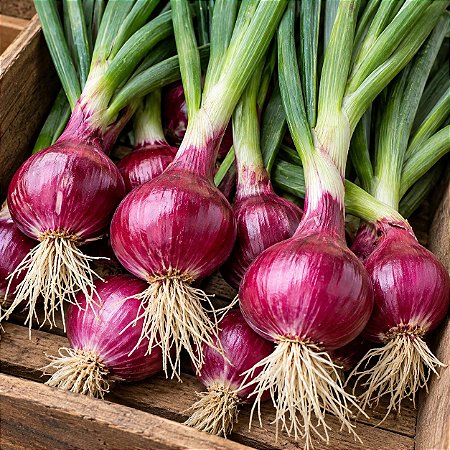 Cebola Ruby Red: 50 Sementes