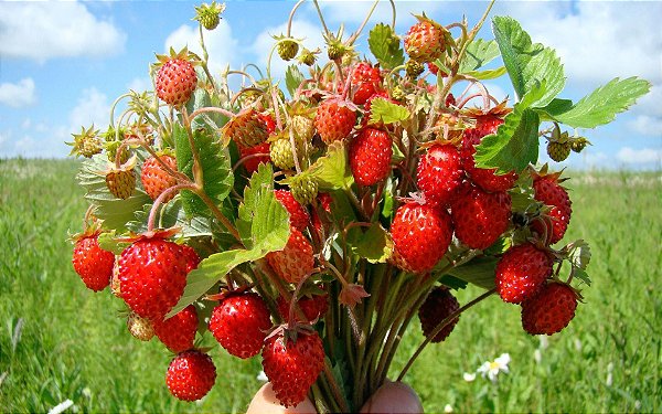 Morango Silvestre: 20 Sementes