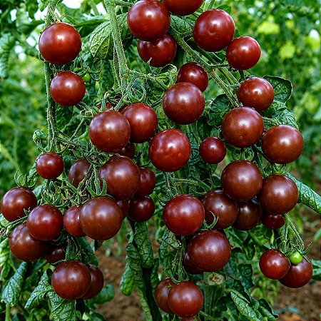 Tomate Black Cherry ORGÂNICO: 20 Sementes