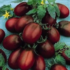 Tomate Black Plum: 20 Sementes