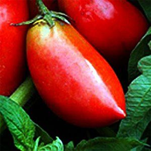 Tomate Linguisa Polonês: 20 Sementes