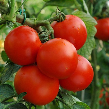 Tomate Moneymaker ORGÂNICO: 20 Sementes