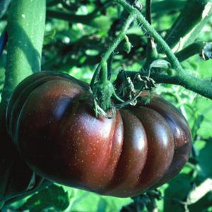 Tomate Purple Calabash: 20 Sementes