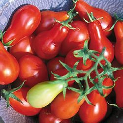Tomate Red Pear: 20 Sementes