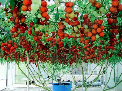 Tomate Triple L Crop: 20 Sementes