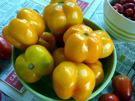 Tomate Yellow Stuffer: 20 Sementes