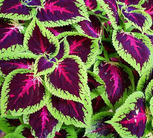 Arco Íris Flor Sortido (Coleus): 20 Sementes