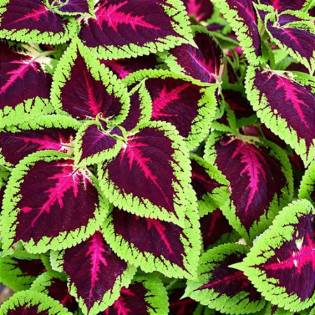 Arco Íris Flor Sortido (Coleus): 20 Sementes
