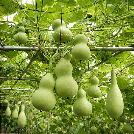 Cabaça (Porongo): 5 Sementes